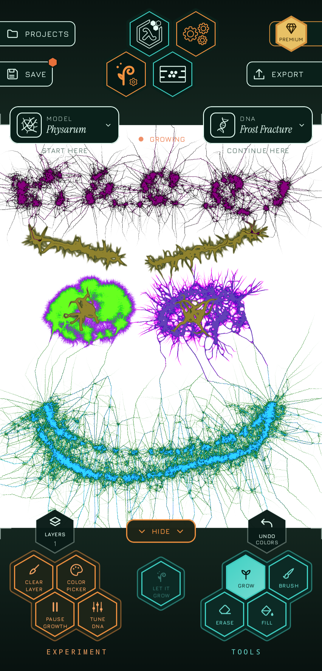 Physarum vein network grown in PyxiGrow